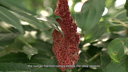 still from 'We Would be Freer' by Rana Nazzal Hammadeh featuring the sumac plant